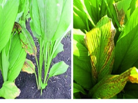Turmeric crop : हळद पिकातील कीड नियंत्रण