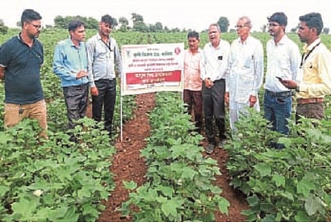 Cotton Crop : कापूस पिकात वेळीच एकात्मिक कीड-रोग व अन्नद्रव्य व्यवस्थापन करा