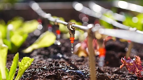 Drip Irrigation