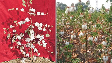 Cotton Variety