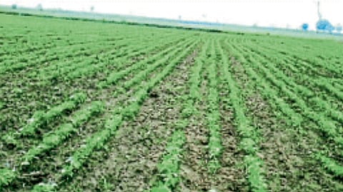 Soybean : सोयाबीन उत्पादकांना नुकसान भरपाई द्या