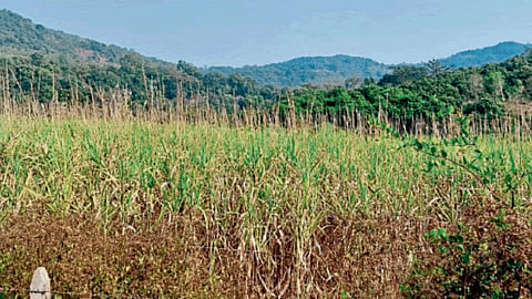 Sugarcane