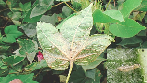 Cotton Pest