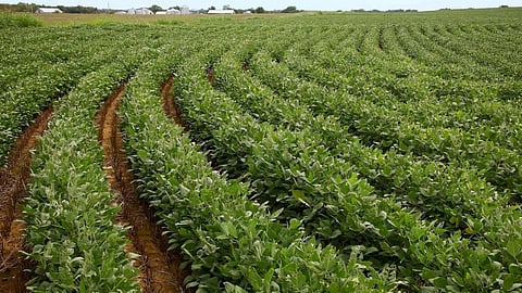 Soybean Farming