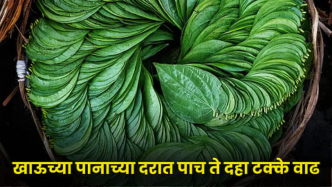 Betel Leaf