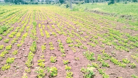 Crop Damage