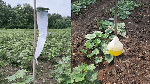 Pheromone Trap
