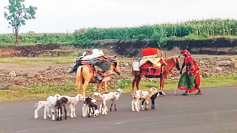 Fodder Shortage