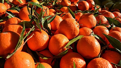 Orange Export