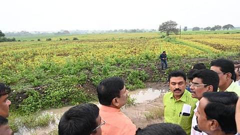 Soybean Yellow Mosaic : पिवळा मोझॅकने सोयाबीन पीक धोक्यात, मुख्यमंत्र्यांकडे विशेष पॅकेजची मागणी