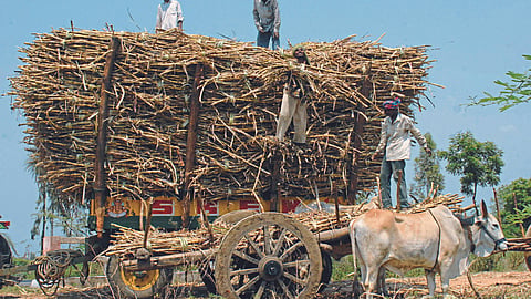 Sugarcane Season
