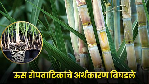 Sugarcane Nursery