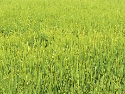 Paddy Crop