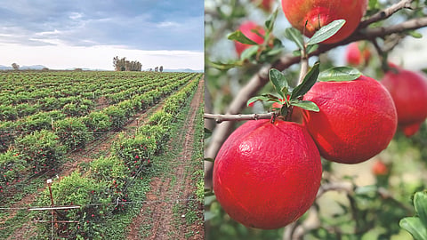 Pomegranate Farming