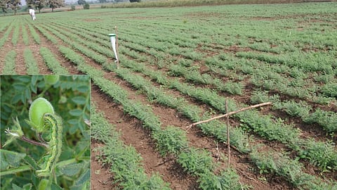 Chana Pest Control