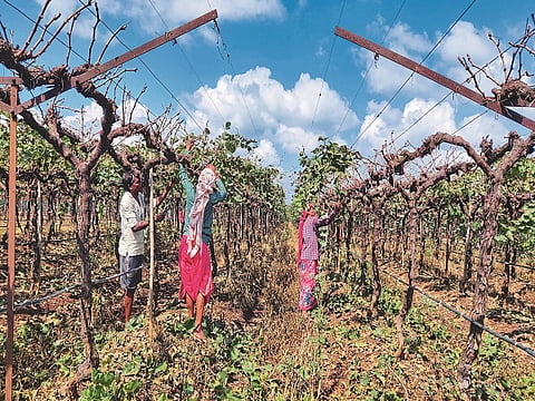 Grape Farming