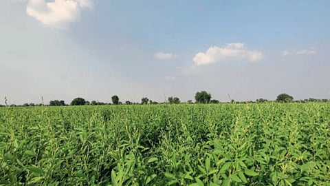 Tur Crop