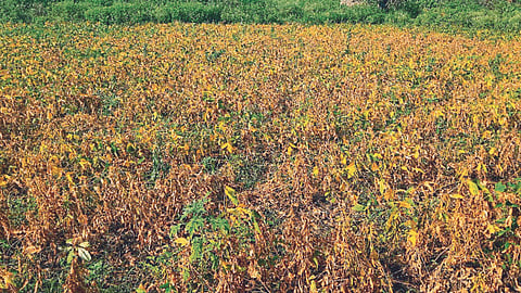 Soybean Crop Damage