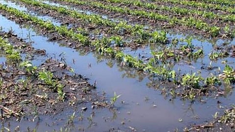 Crop Damage Help