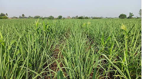 Sugarcane Farmer