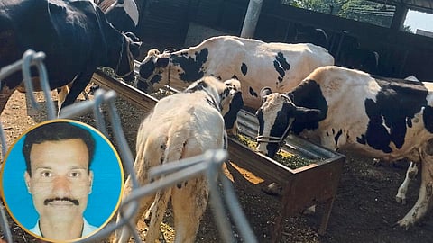 Cow Rearing