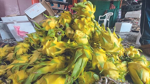 Yellow Dragon Fruit
