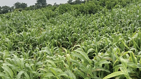 Fodder Crop