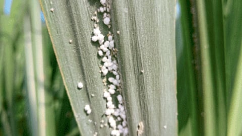 Woolly aphids Pest