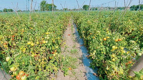Tomato