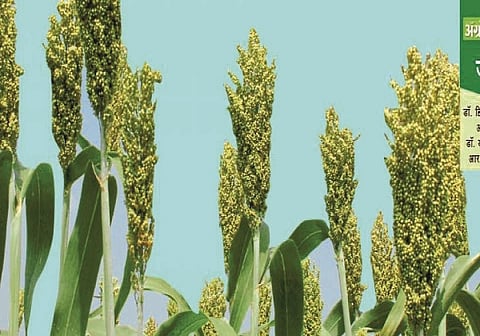 Rabi Season
