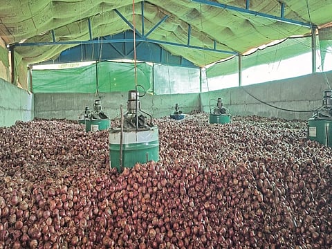 Onion Storage