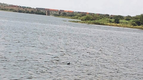 Ujani Dam Water
