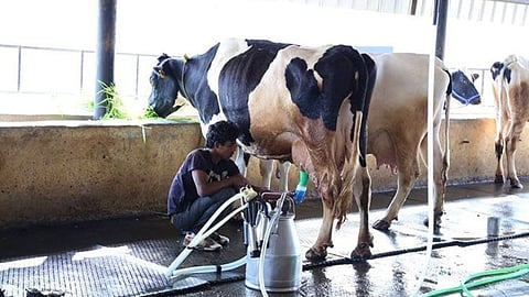 Cow Milk Rate