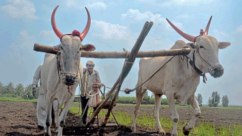 Rabi Sowing
