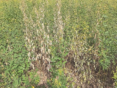 Tur crop