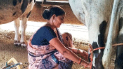 Dairy Farming