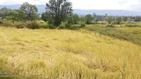Paddy Crop