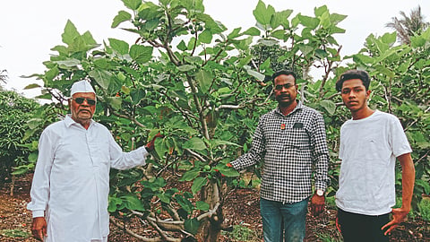 Mixed Cropping