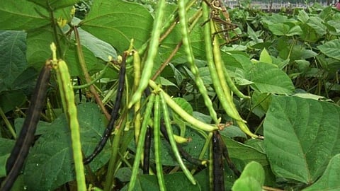 Moong Crop