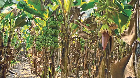 Banana Market