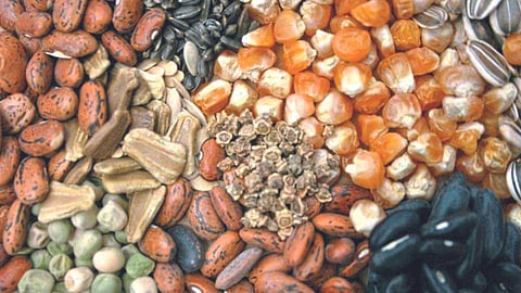Seed
