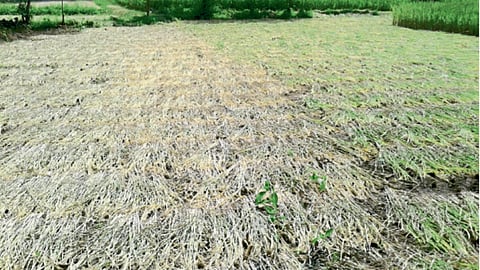 Paddy Harvesting