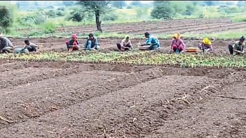 Onion Cultivation