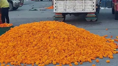 Marigold Flower Price