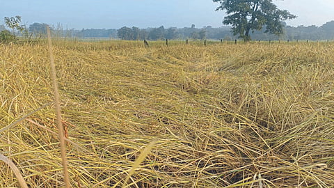 Paddy Crop Damage