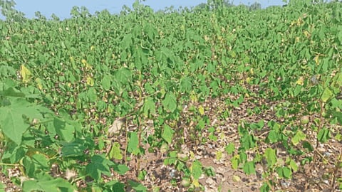 Cotton