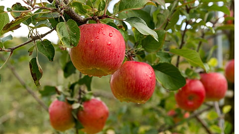 Apple Cultivation