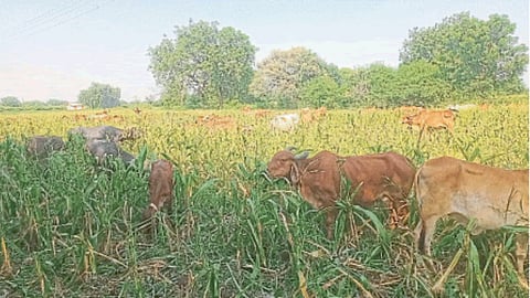 Maize crop