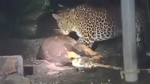 Leopard Attack