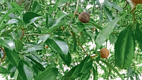 Chiku Crop